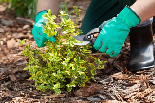 Soft landscaping improvements for a residential property in Islington